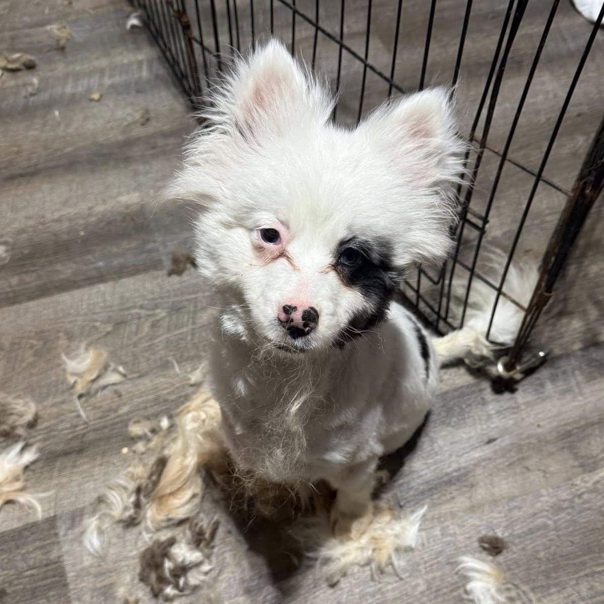Enlarge Boo, a ADOPTABLE Pomeranian in Alma, MI image 1/2