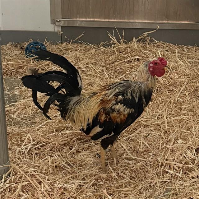 Enlarge HAMBURT, a Adoptable Chicken in Brighton, CO image 1/1
