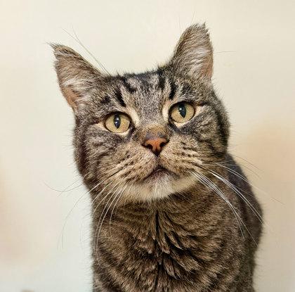 Enlarge Hambone, a ADOPTABLE mixed breed in Sacramento, CA image 3/3