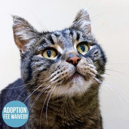 Enlarge Hambone, a ADOPTABLE mixed breed in Sacramento, CA image 1/3