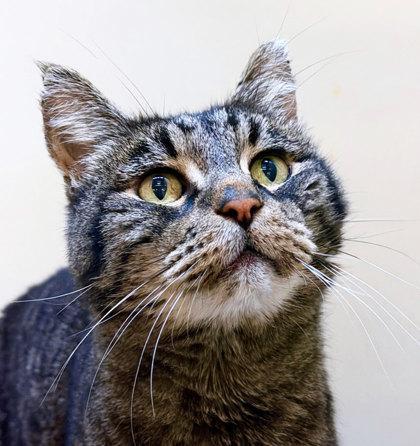 Enlarge Hambone, a ADOPTABLE mixed breed in Sacramento, CA image 2/3