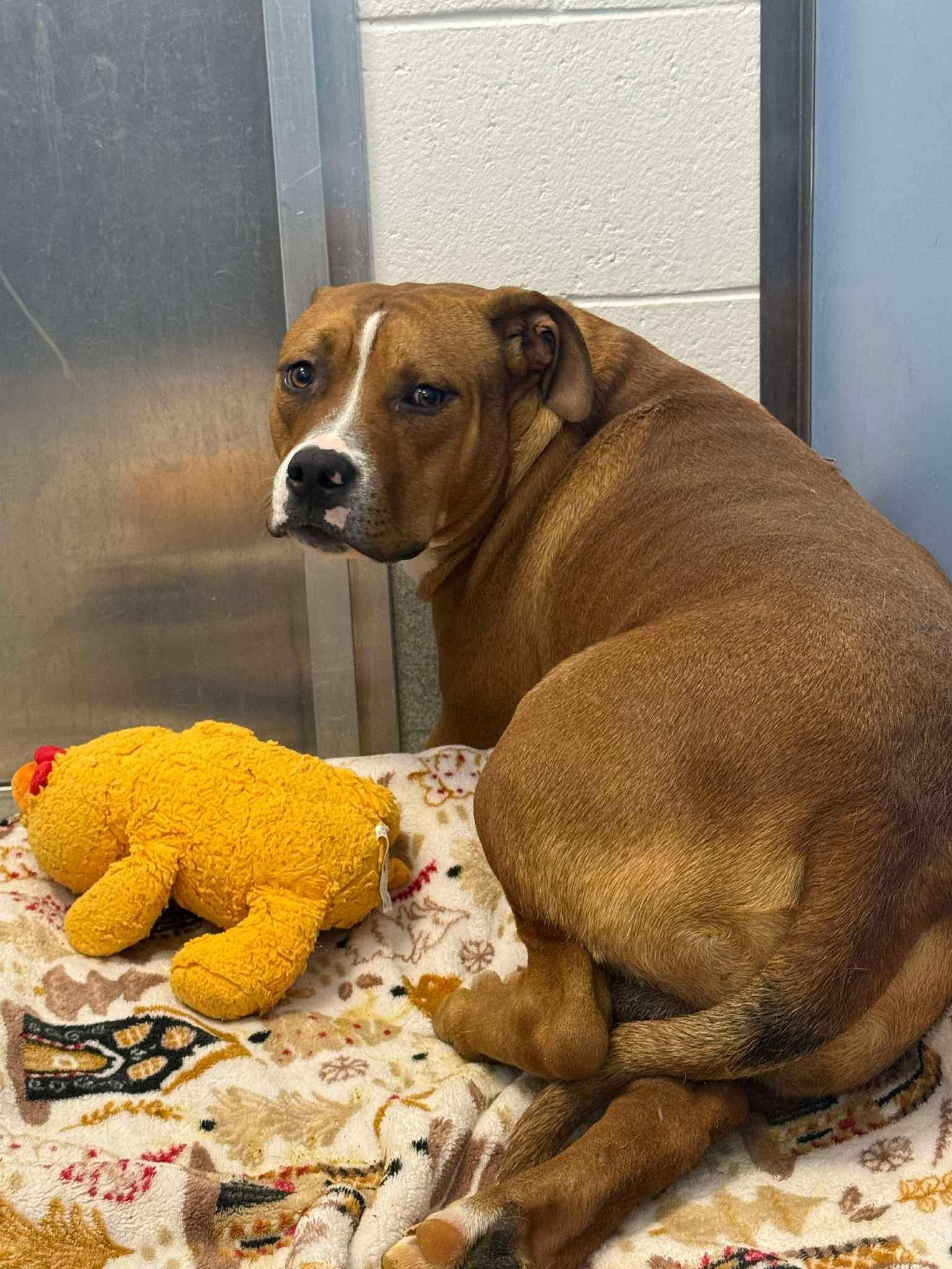 VINNIE, Adopted, Adult Male American Staffordshire Terrier.