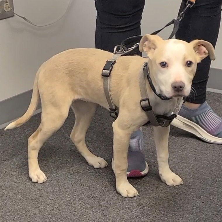 Billie Jean, Adoptable, Young Female Pit Bull Terrier & Boxer.