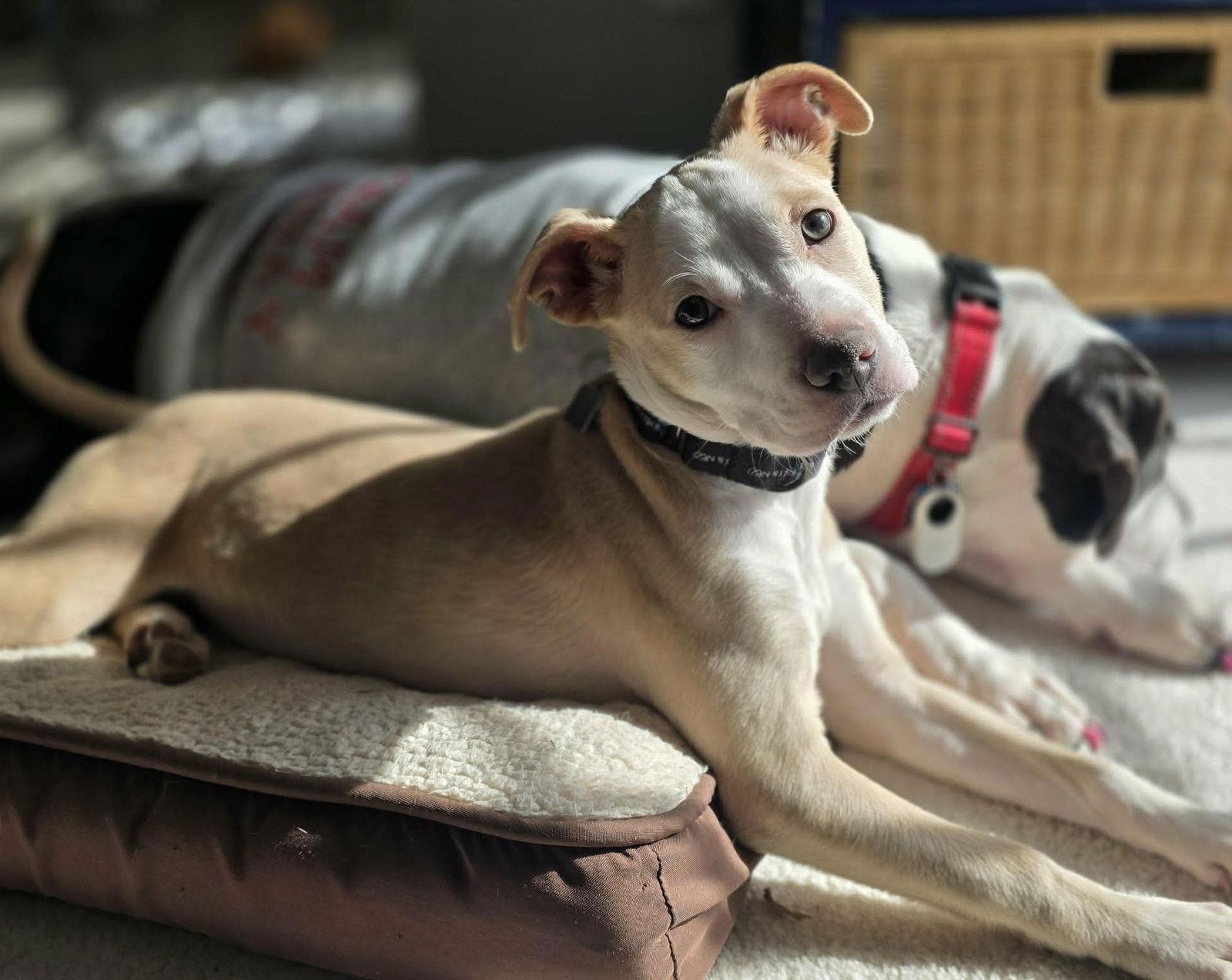 Enlarge Billie Jean, a Adoptable mixed breed in Spotsylvania, VA image 1/3