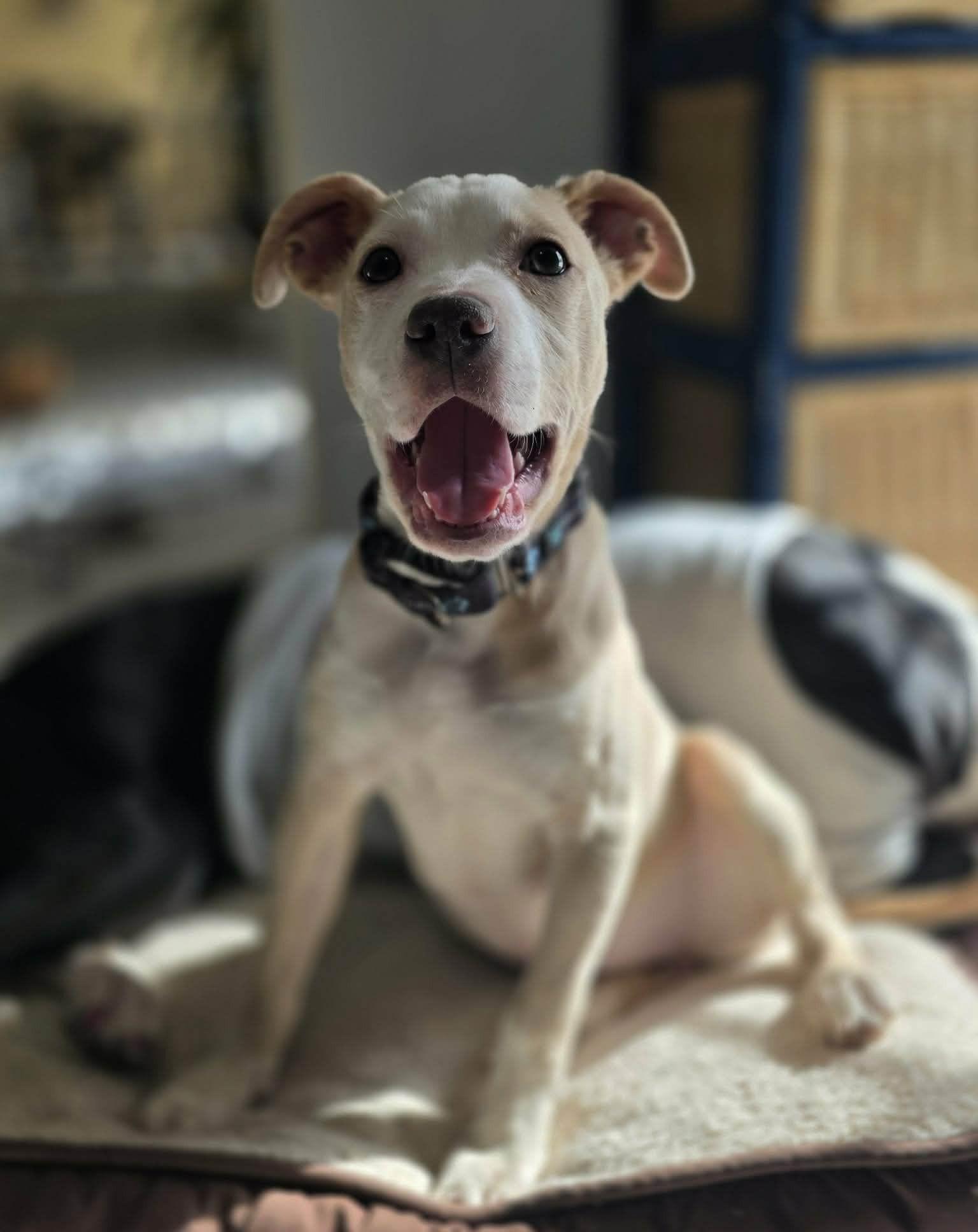 Enlarge Billie Jean, a Adoptable mixed breed in Spotsylvania, VA image 2/3