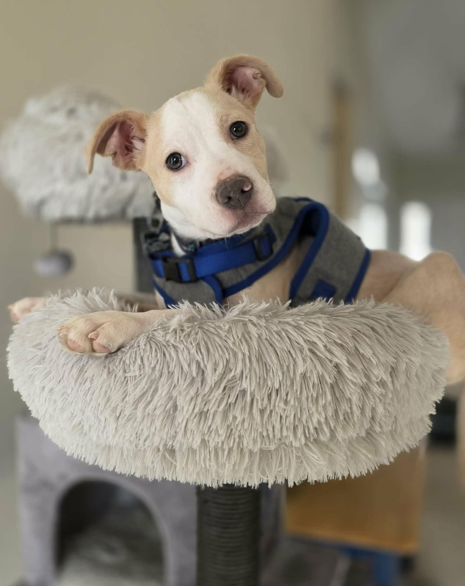 Enlarge Billie Jean, a Adoptable mixed breed in Spotsylvania, VA image 3/3