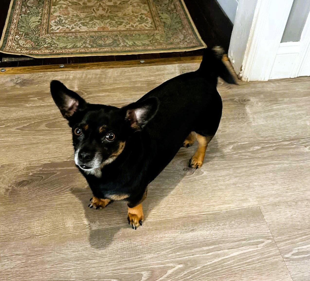 Roscoe, Adoptable, Adult Male Chihuahua & Dachshund.