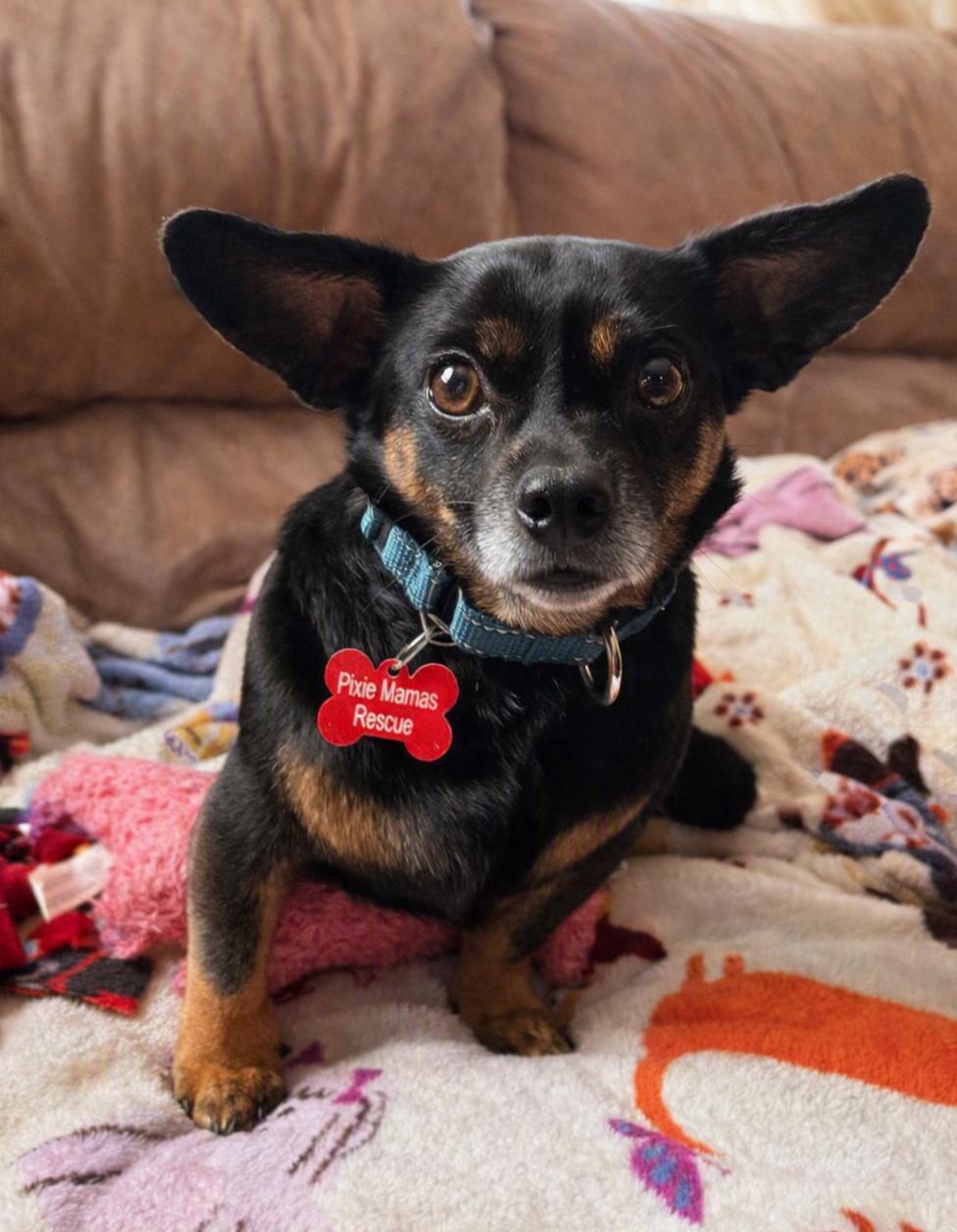 Enlarge Roscoe, a Adoptable mixed breed in Buffalo, NY image 2/3