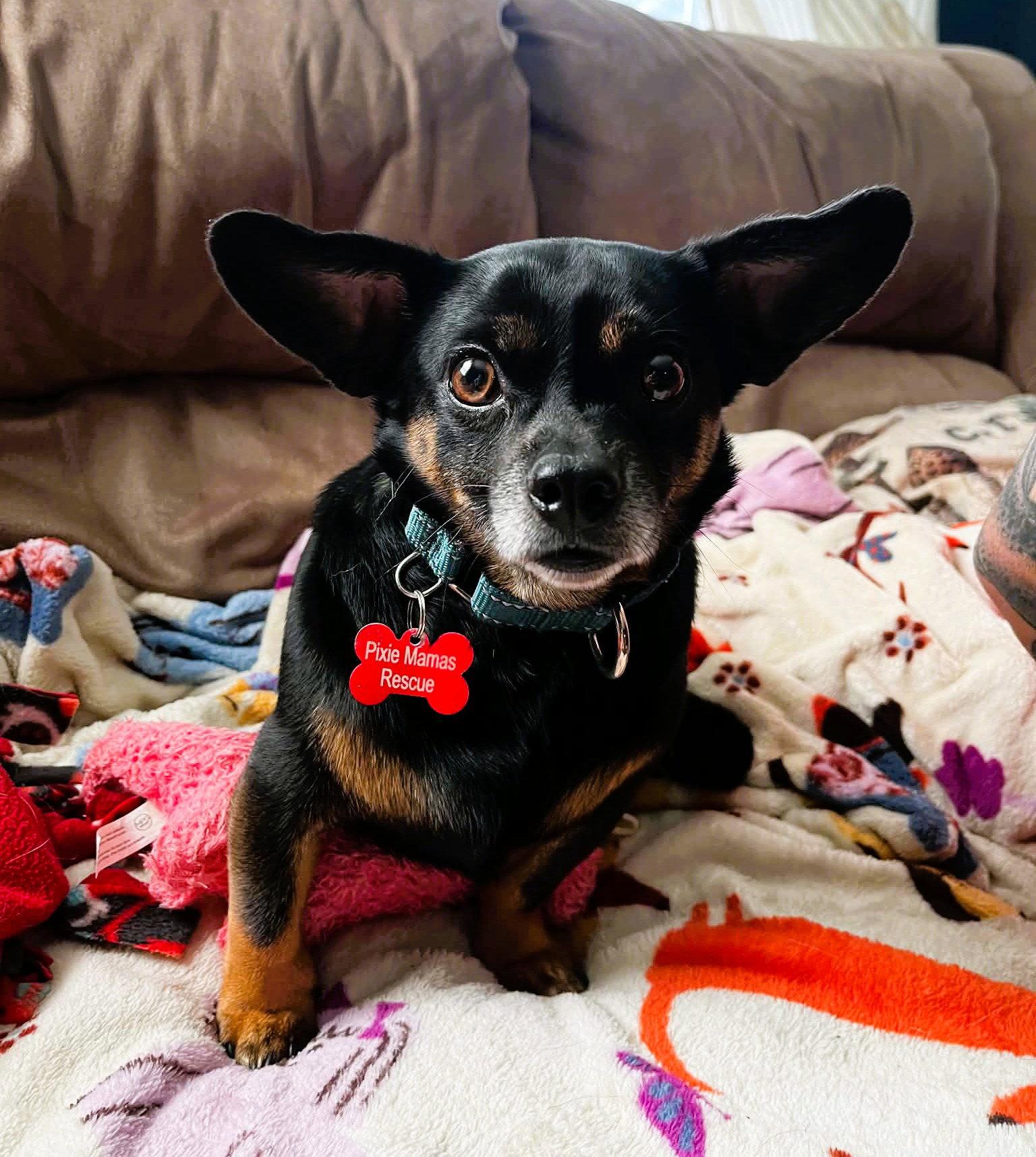 Roscoe, a Adoptable mixed breed in Buffalo, NY image 2/3