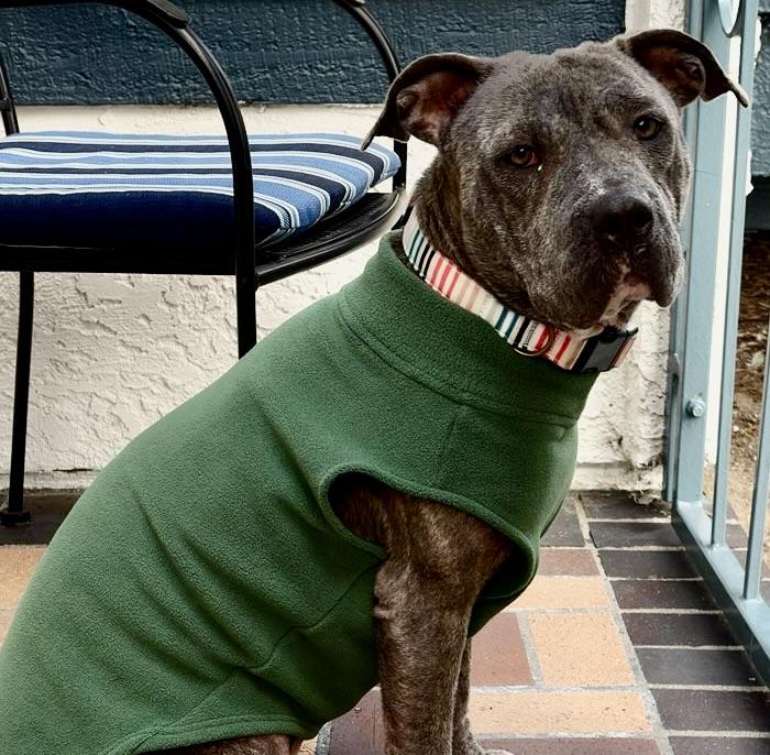 Enlarge NOVA, a ADOPTABLE Pit Bull Terrier in Thousand Oaks, CA image 3/6