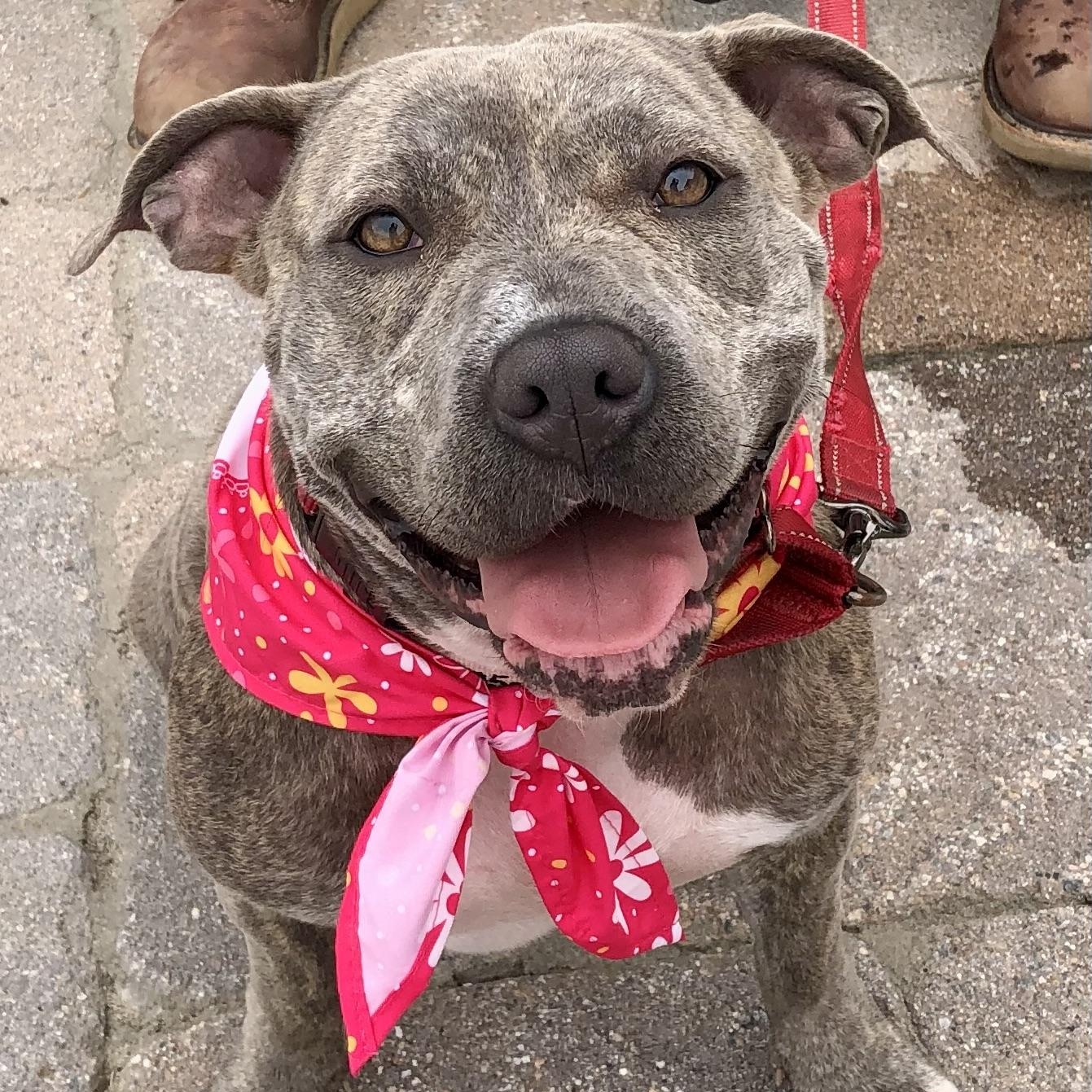 NOVA, adoptable, Young Female Pit Bull Terrier.