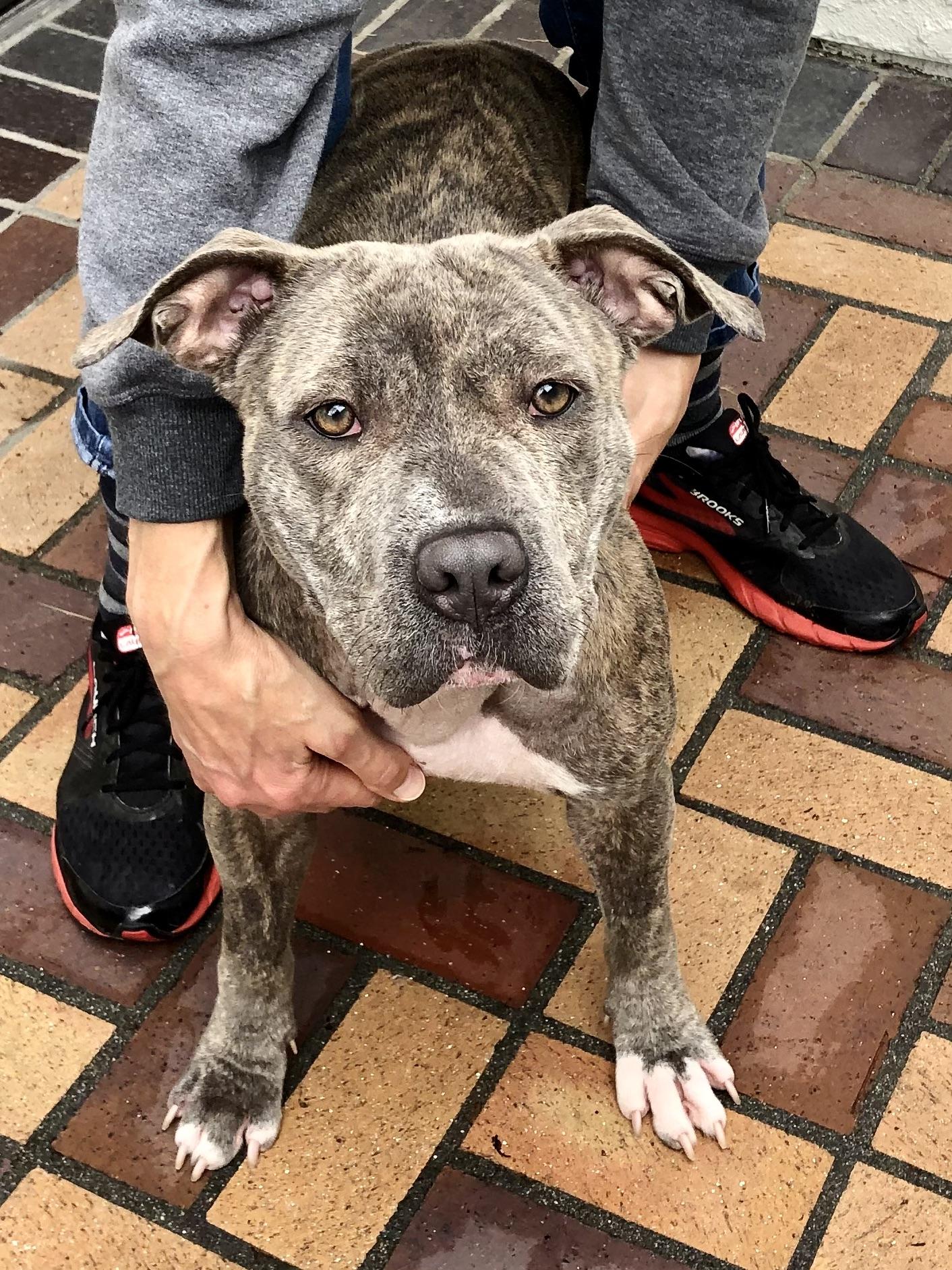 Enlarge NOVA, a ADOPTABLE Pit Bull Terrier in Thousand Oaks, CA image 6/6