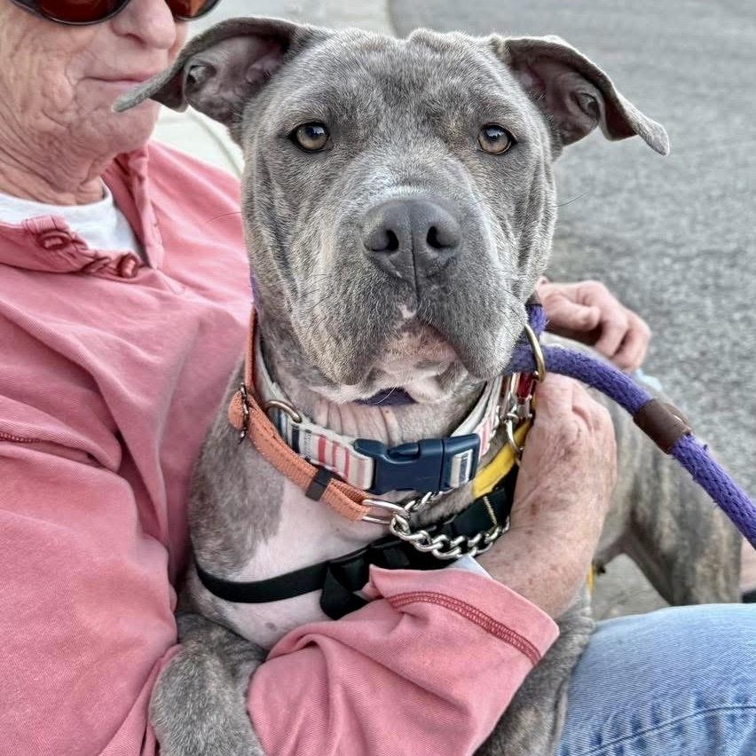 NOVA, ADOPTABLE, Young Female Pit Bull Terrier.