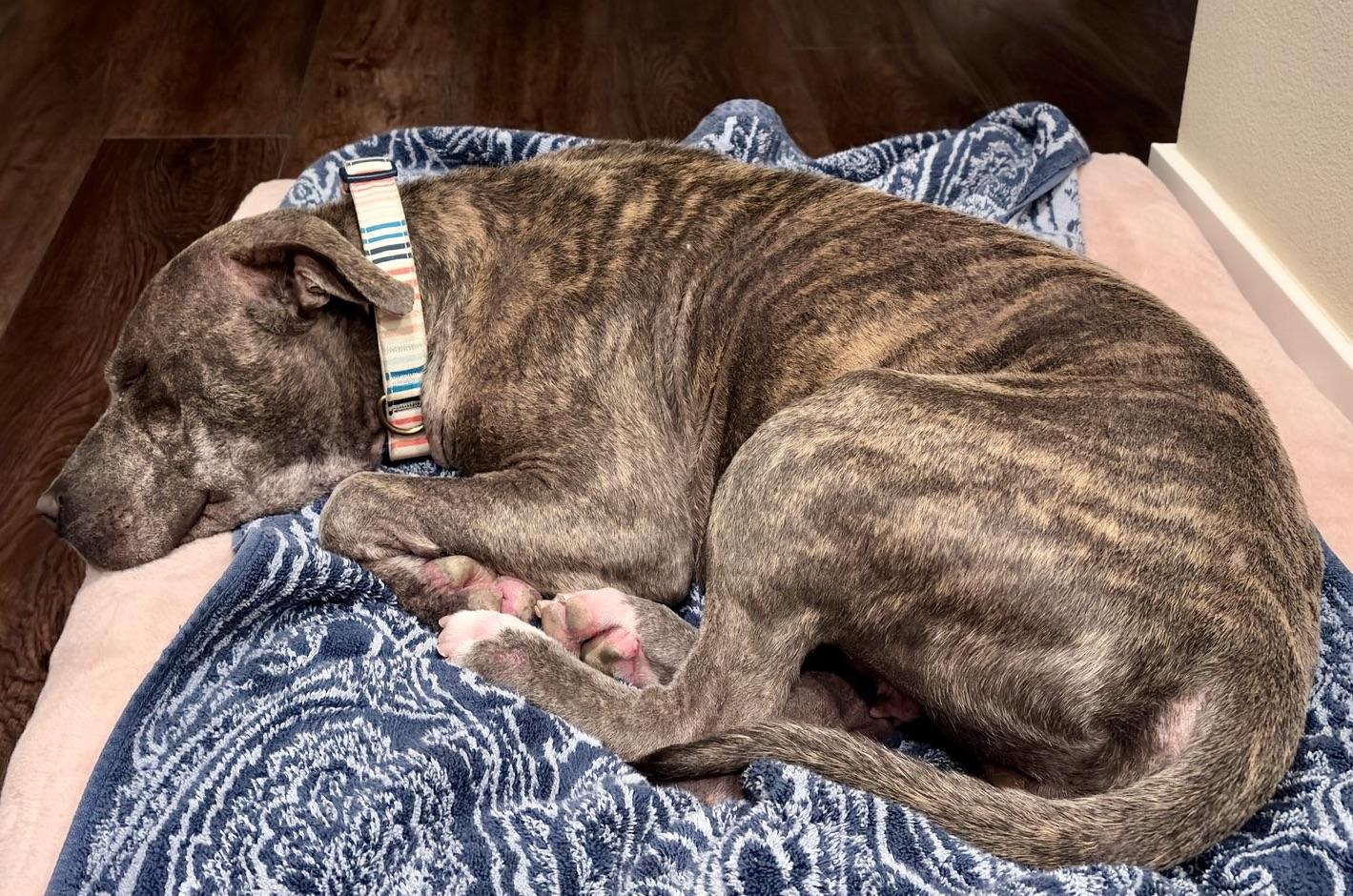 Enlarge NOVA, a ADOPTABLE Pit Bull Terrier in Thousand Oaks, CA image 5/6