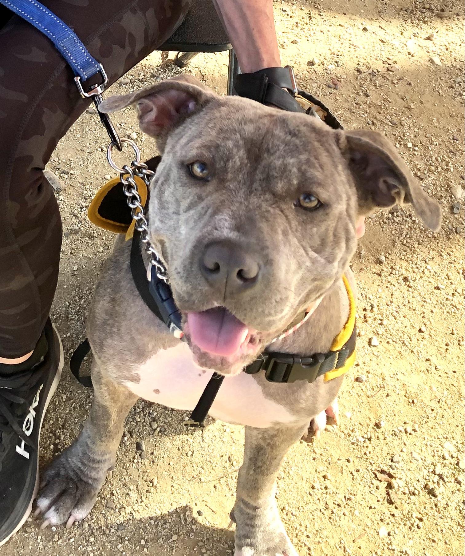 Enlarge NOVA, a ADOPTABLE Pit Bull Terrier in Thousand Oaks, CA image 4/6