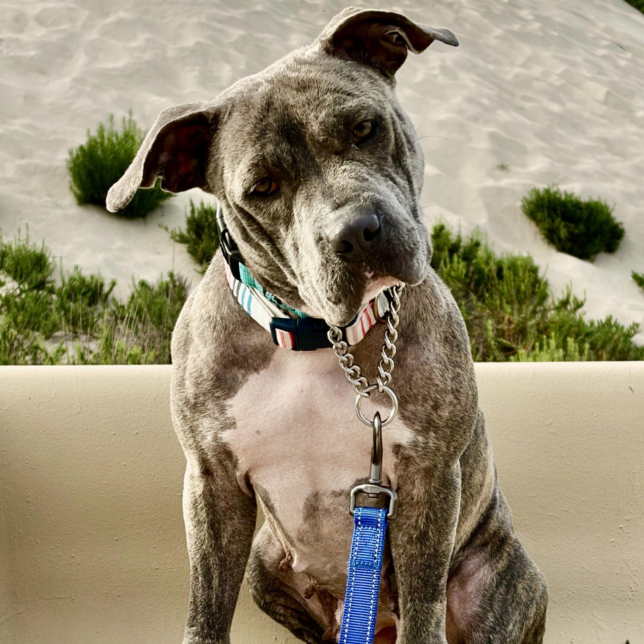 NOVA, ADOPTABLE, Young Female Pit Bull Terrier.