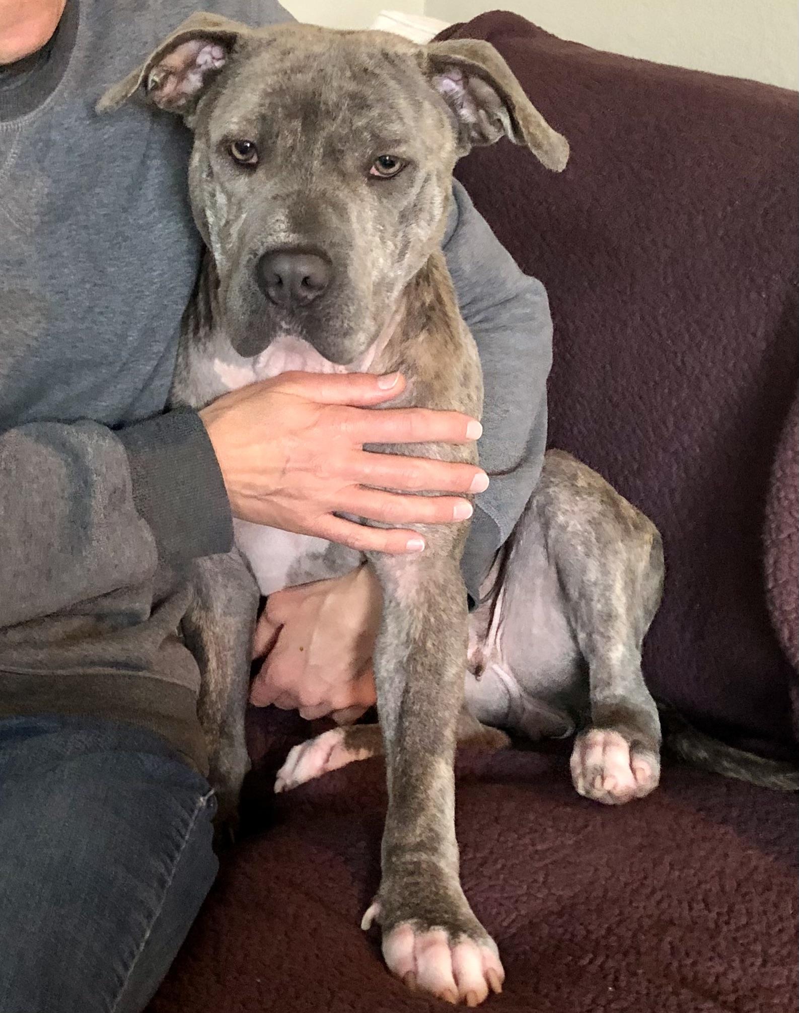 Enlarge NOVA, a ADOPTABLE Pit Bull Terrier in Thousand Oaks, CA image 2/6