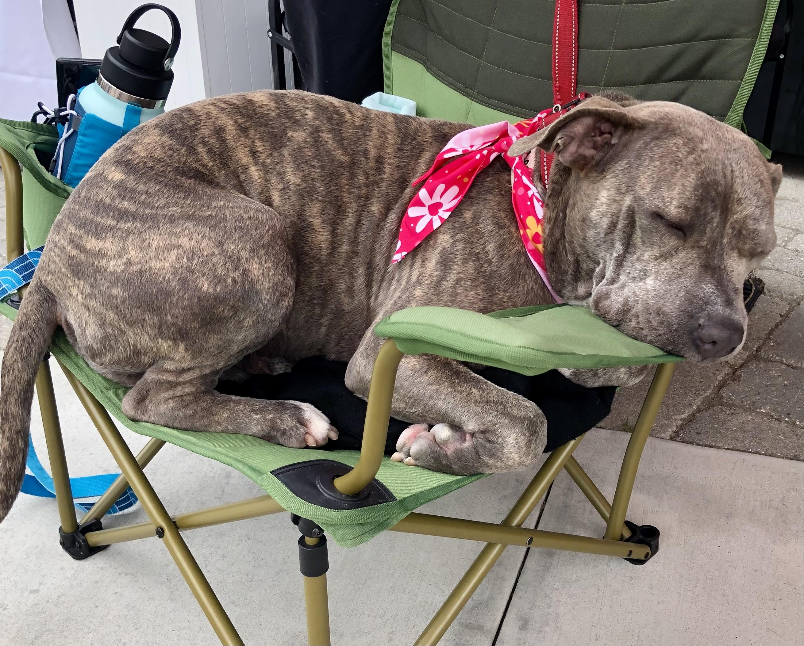 Enlarge NOVA, an adoptable Pit Bull Terrier in Thousand Oaks, CA image 5/6