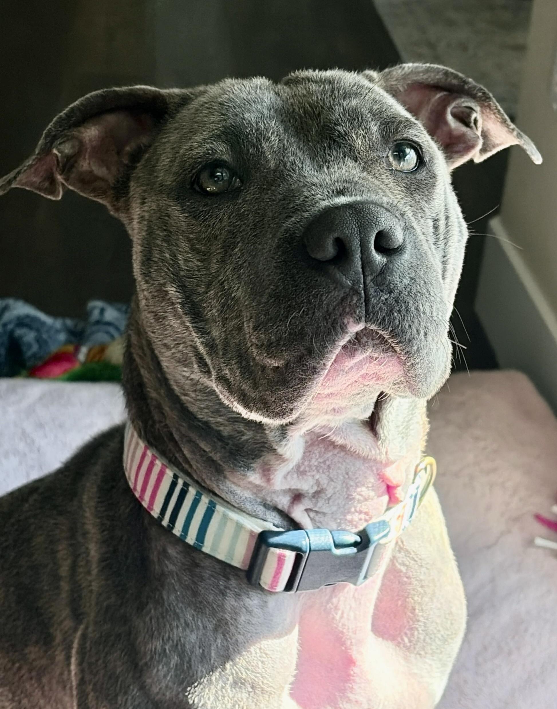 Enlarge NOVA, a ADOPTABLE Pit Bull Terrier in Thousand Oaks, CA image 2/6