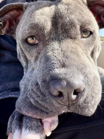 Enlarge NOVA, a ADOPTABLE Pit Bull Terrier in Thousand Oaks, CA image 6/6