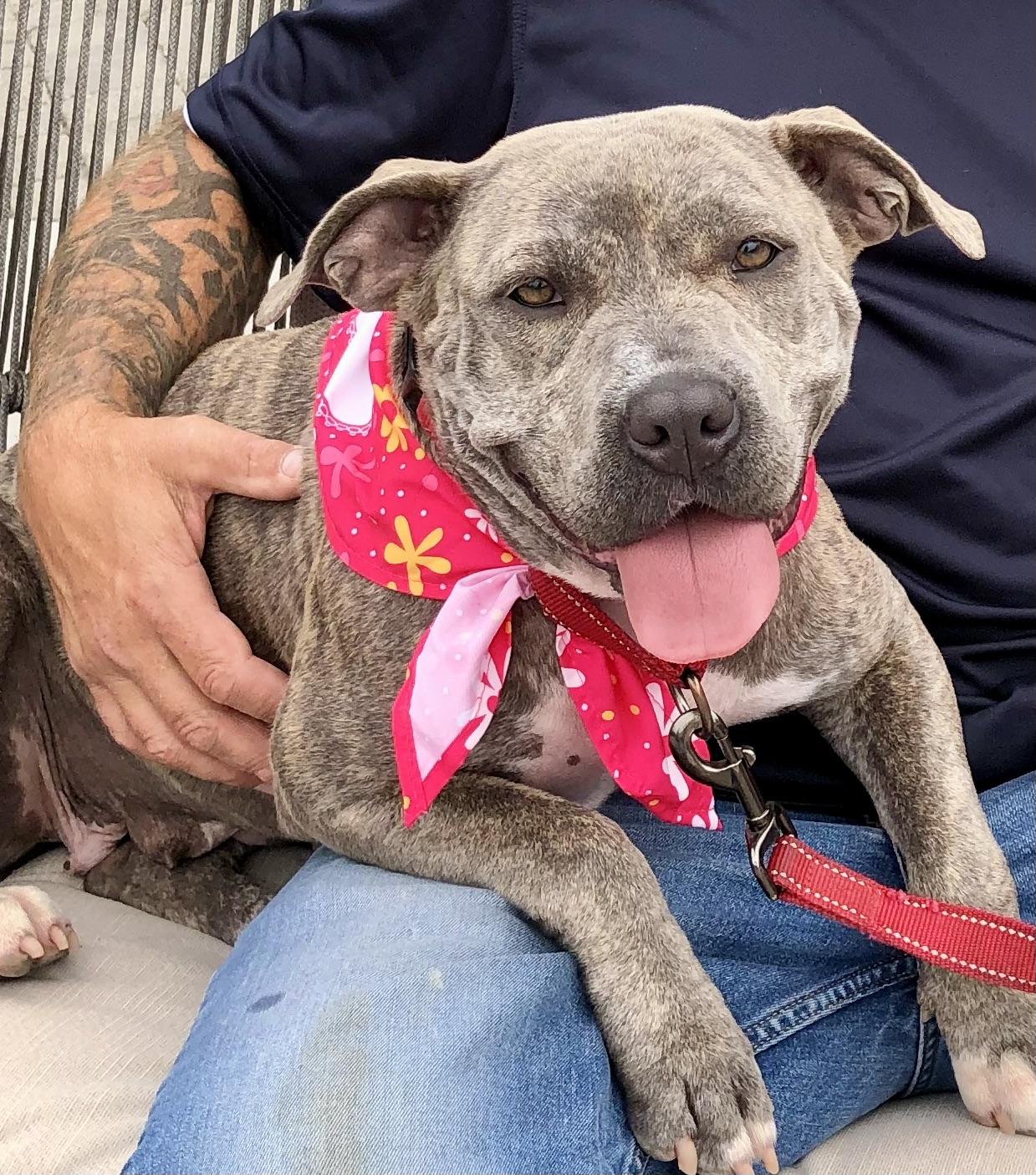 Enlarge NOVA, an adoptable Pit Bull Terrier in Thousand Oaks, CA image 4/6
