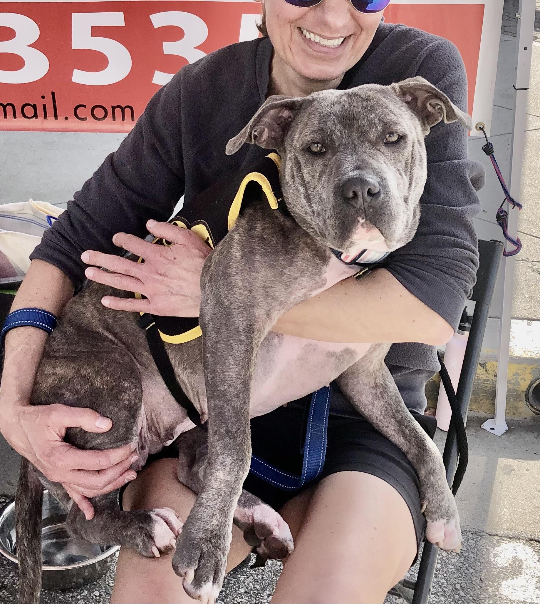 Enlarge NOVA, a ADOPTABLE Pit Bull Terrier in Thousand Oaks, CA image 3/6