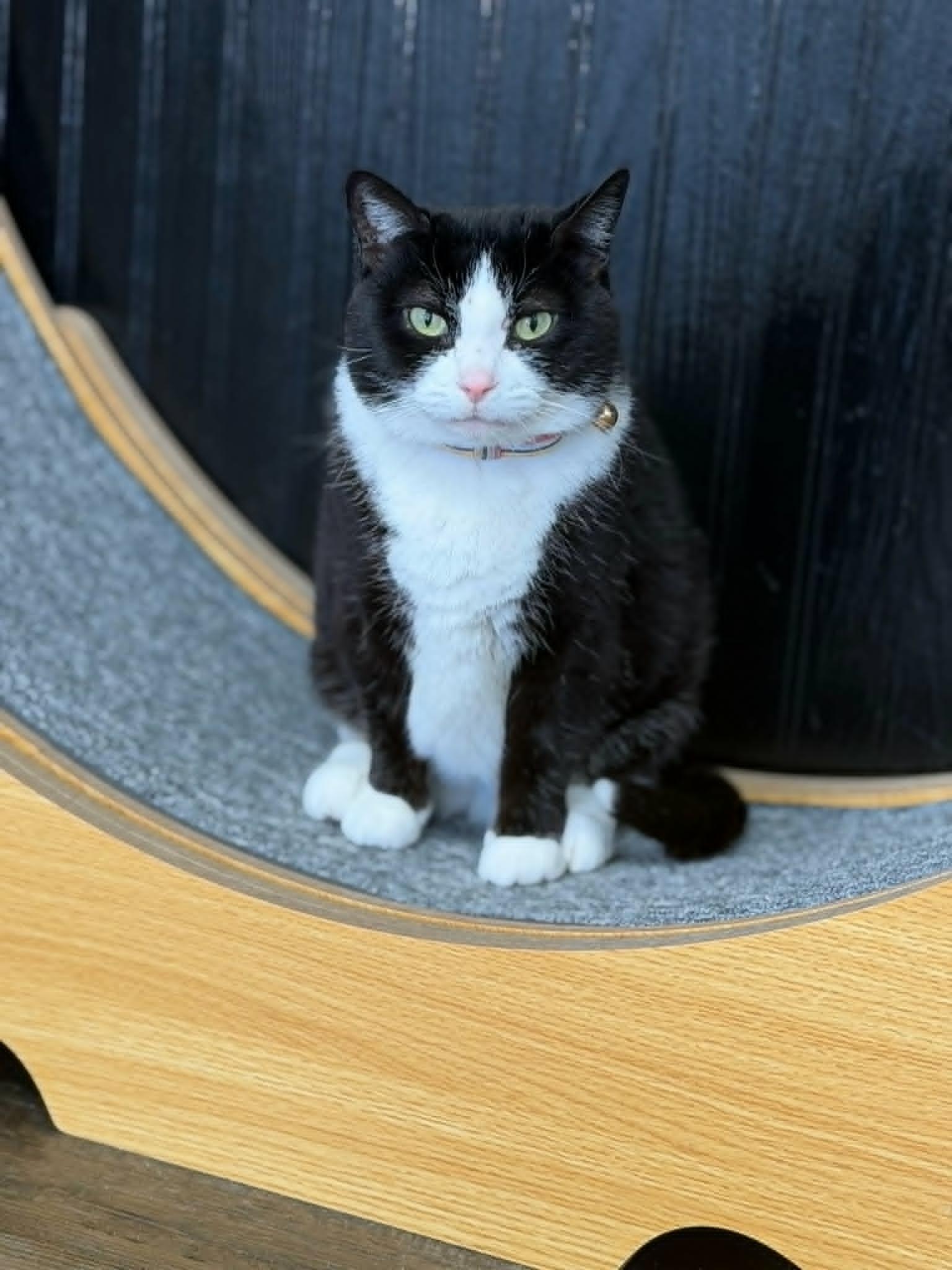 Enlarge Jasmine, a ADOPTABLE Domestic Short Hair in Fertile, MN image 2/4