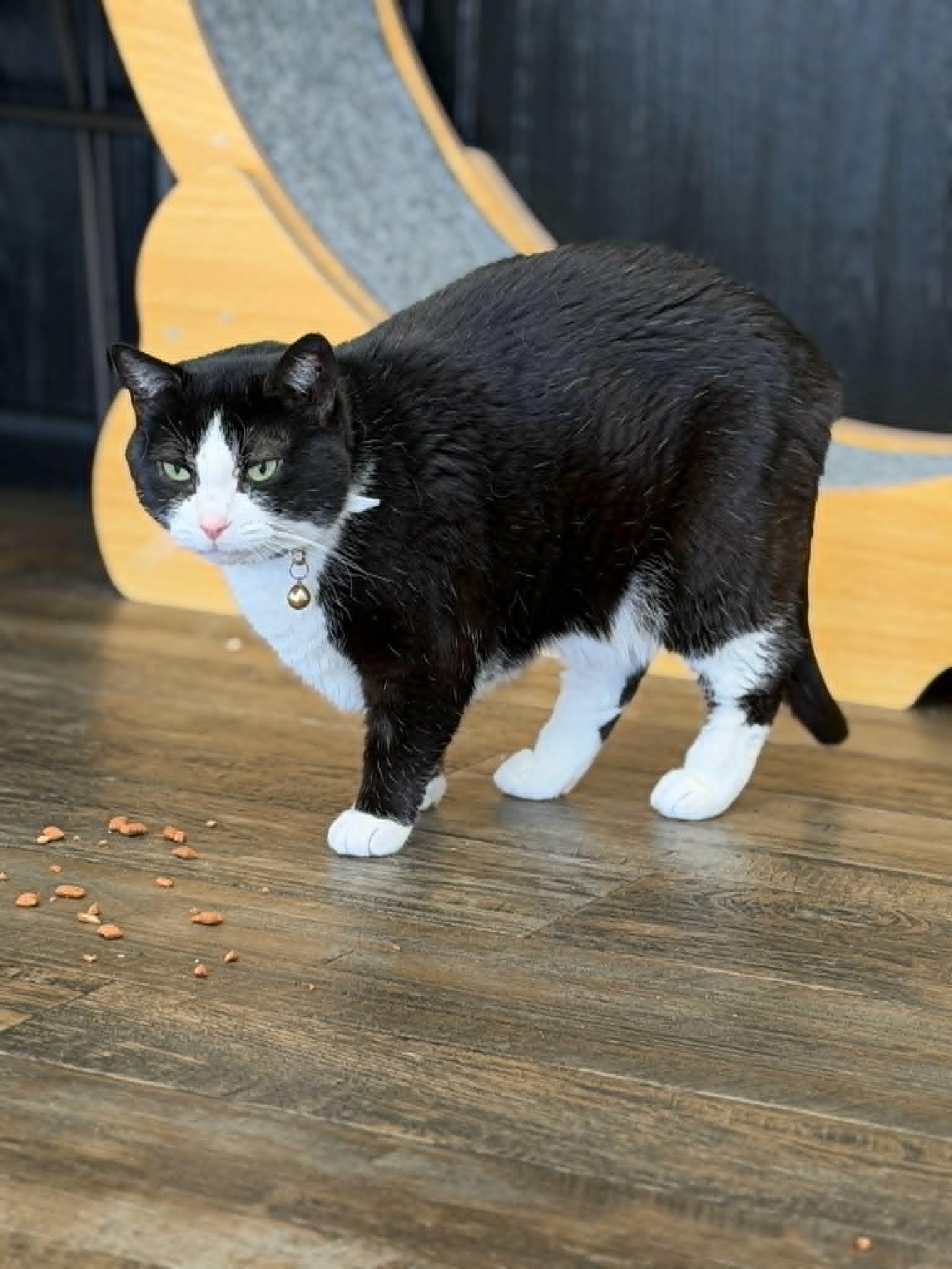 Enlarge Jasmine, a ADOPTABLE Domestic Short Hair in Fertile, MN image 4/4