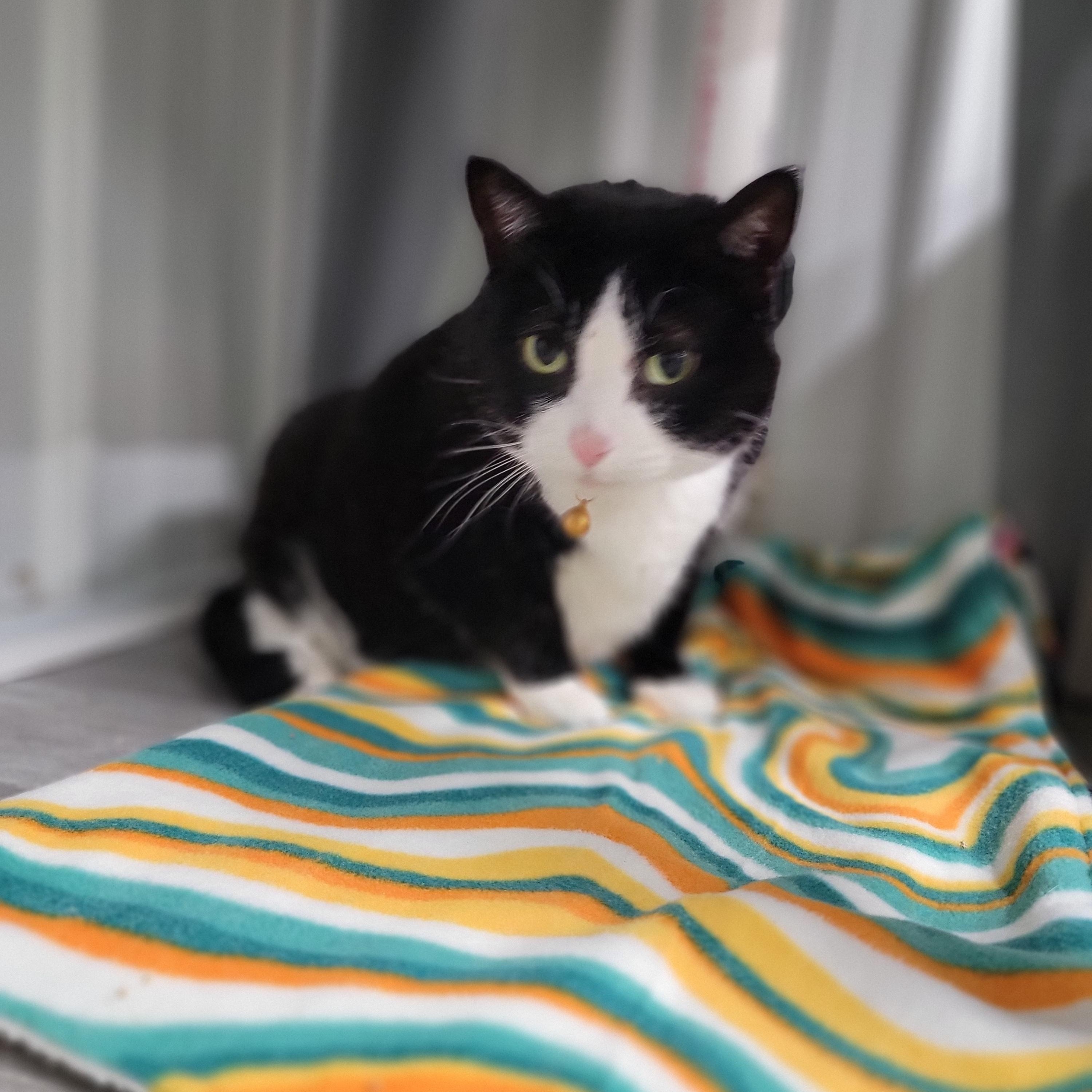 Jasmine, ADOPTABLE, Senior Female Domestic Short Hair.