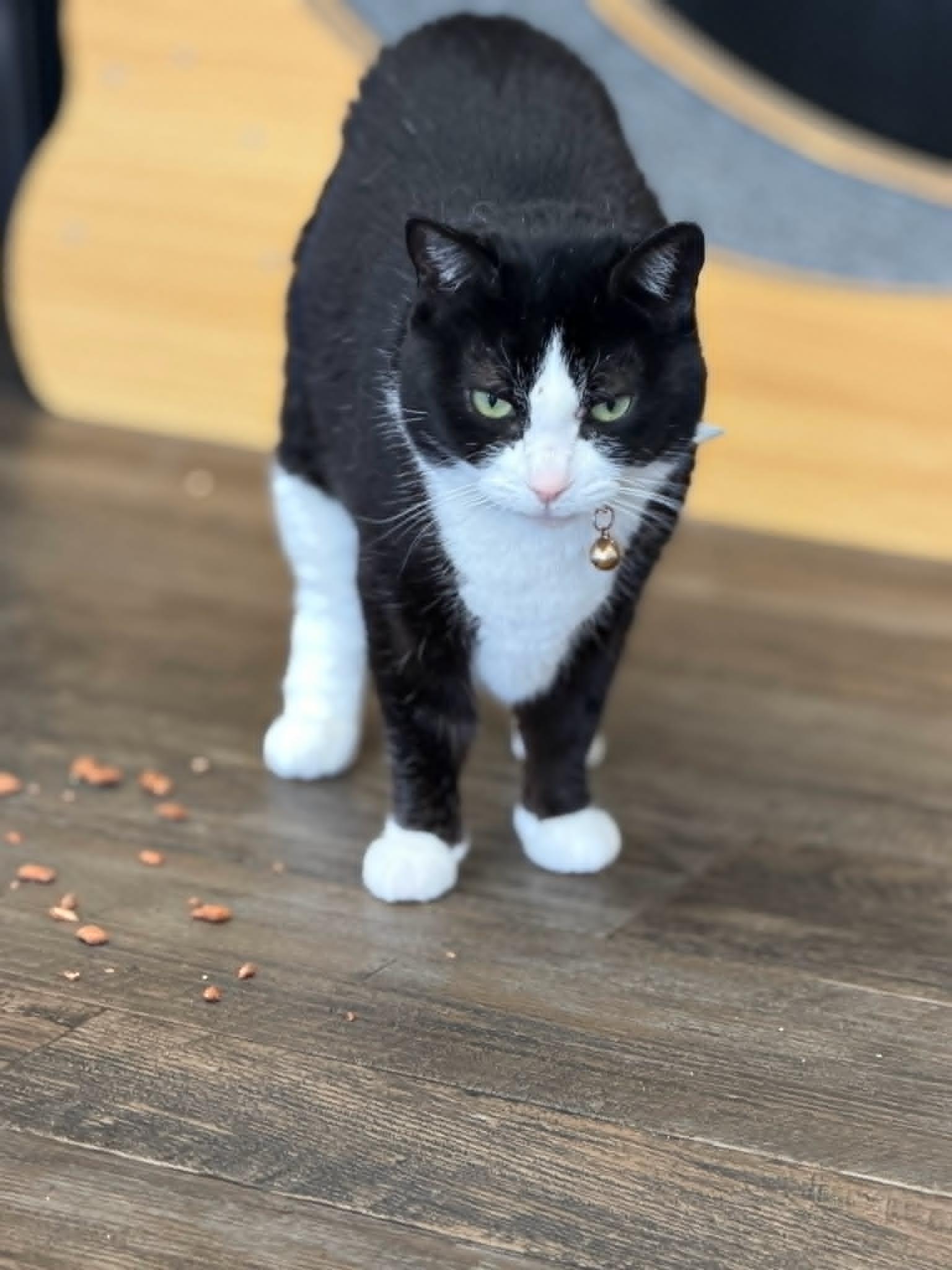 Enlarge Jasmine, a ADOPTABLE Domestic Short Hair in Fertile, MN image 3/4