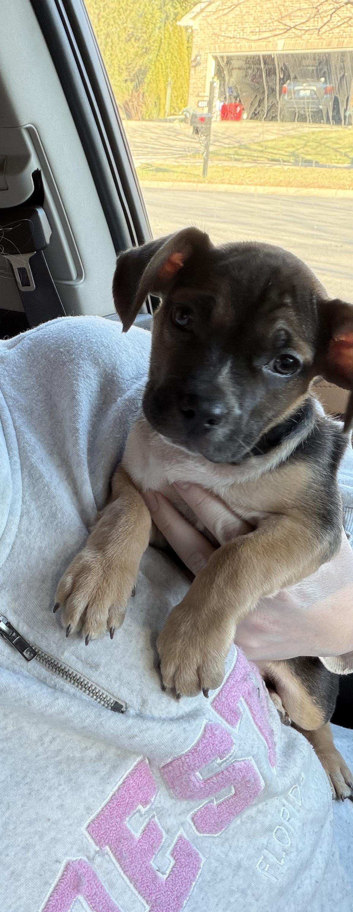 Buc-ee (Beaver), a ADOPTABLE mixed breed in Louisville, KY image 3/5