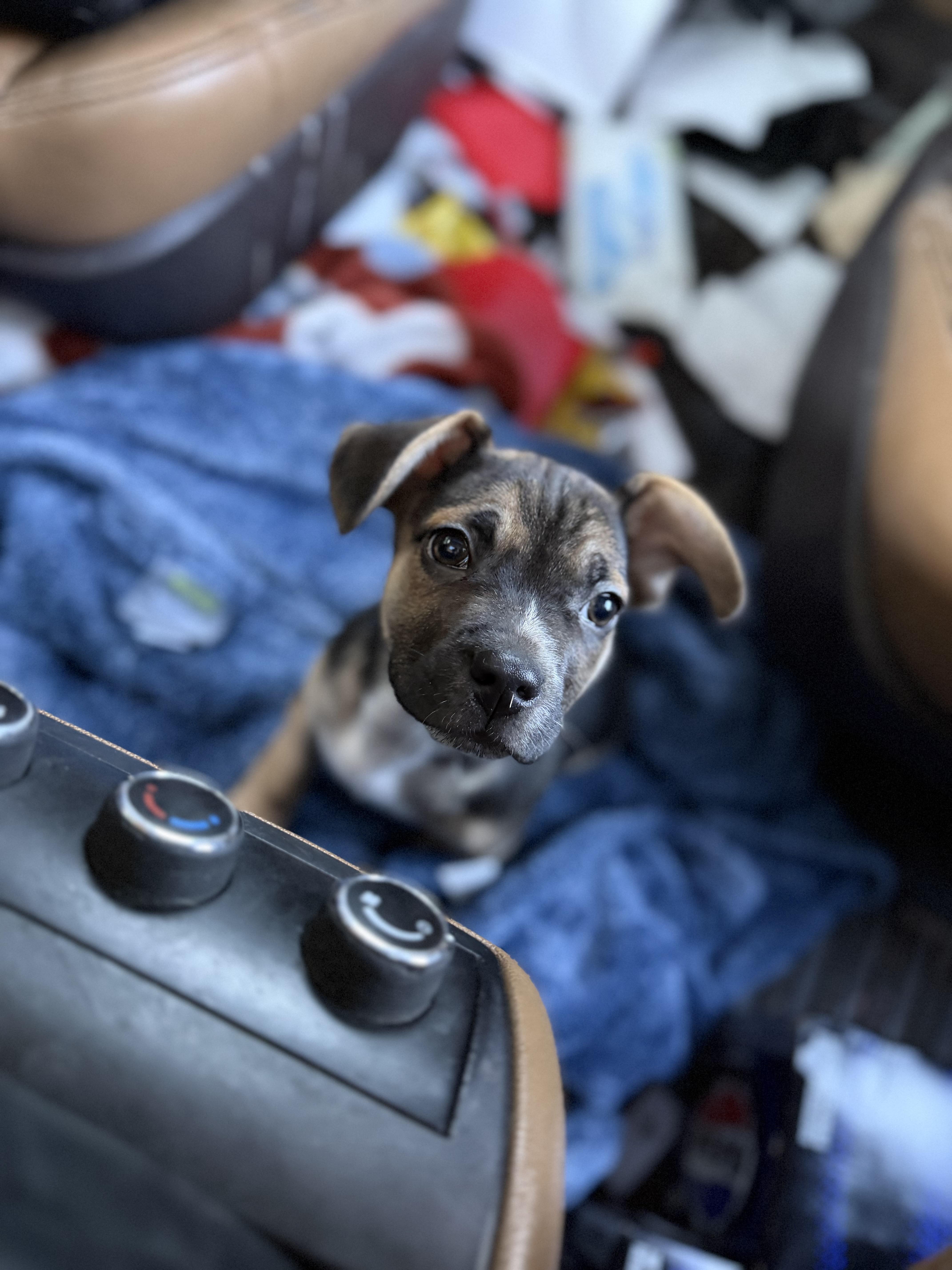 Buc-ee (Beaver), a ADOPTABLE mixed breed in Louisville, KY image 2/5