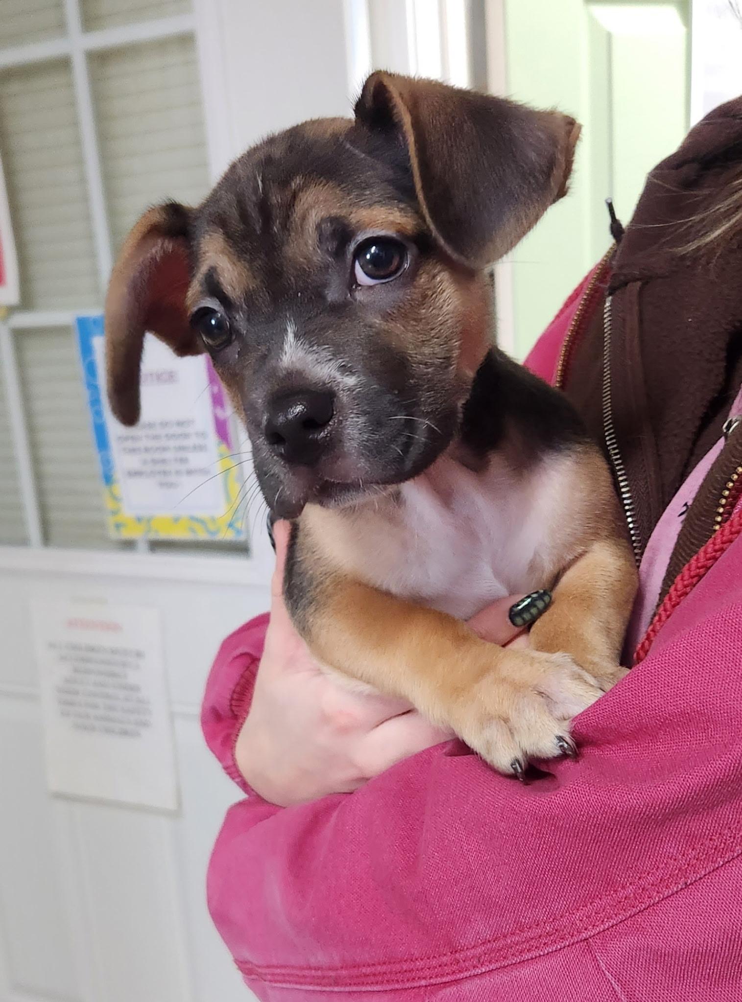 Buc-ee (Beaver), ADOPTABLE, Puppy Male Dachshund & French Bulldog.
