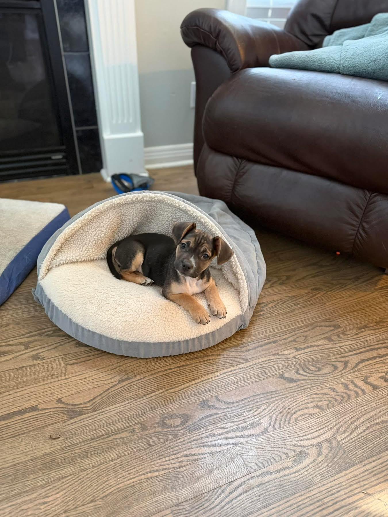 Buc-ee (Beaver), a ADOPTABLE mixed breed in Louisville, KY image 5/5