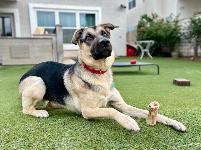 Enlarge MILLER, a Adoptable mixed breed in Las Vegas, NV image 1/1