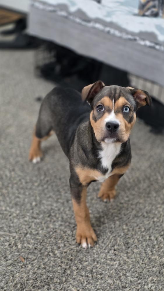 Juliet, Adoptable, Puppy Female Mixed Breed.