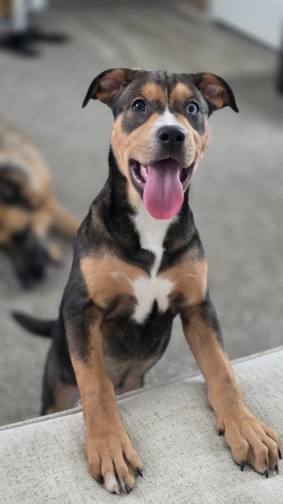 Enlarge Juliet, a Adoptable mixed breed in Lincoln Park, MI image 2/3