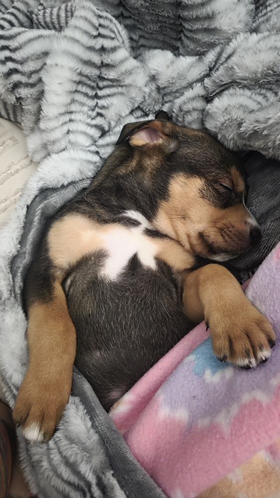 Enlarge Juliet, a Adoptable mixed breed in Lincoln Park, MI image 3/3