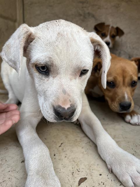 Enlarge CORAL, a Adoptable mixed breed in Oklahoma City, OK image 1/1