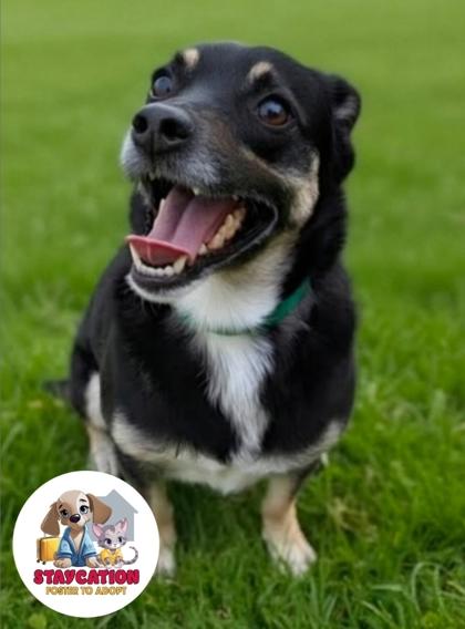 Enlarge Paco, a Adoptable mixed breed in Phoenix, AZ image 1/2