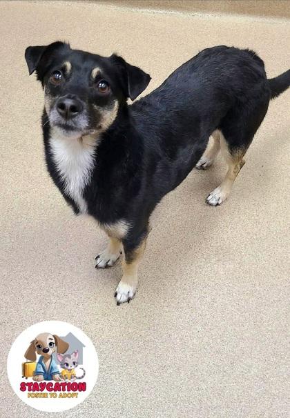 Enlarge Paco, a Adoptable mixed breed in Phoenix, AZ image 2/2
