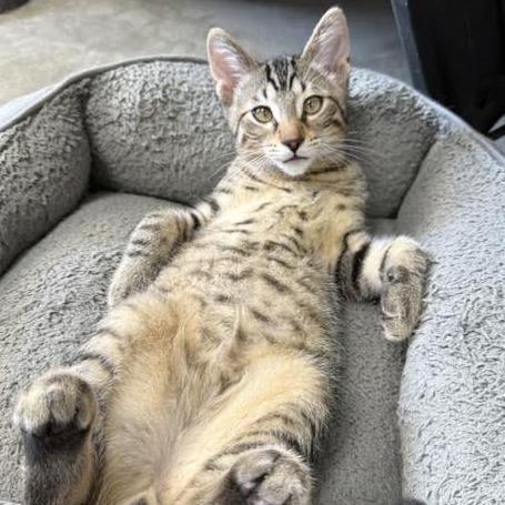 Mario, Adoptable, Kitten Male Domestic Short Hair.