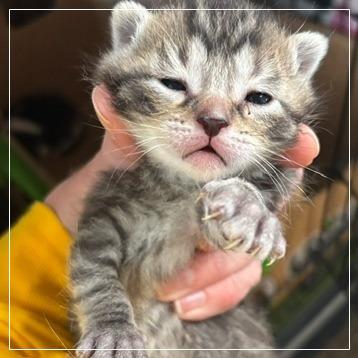 Mario, Adoptable, Kitten Male Domestic Short Hair.