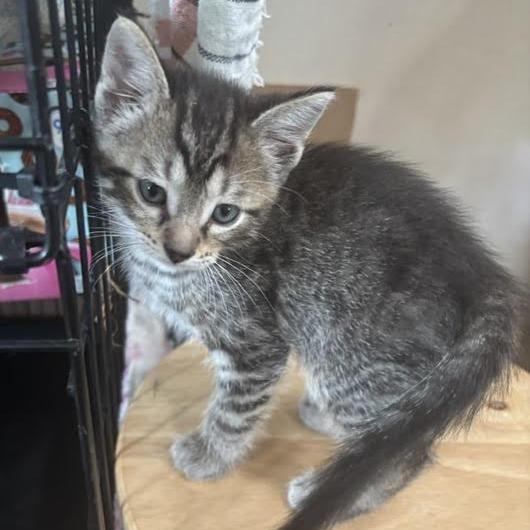 Enlarge Mario, a Adoptable Domestic Short Hair in Archbold , OH image 2/2