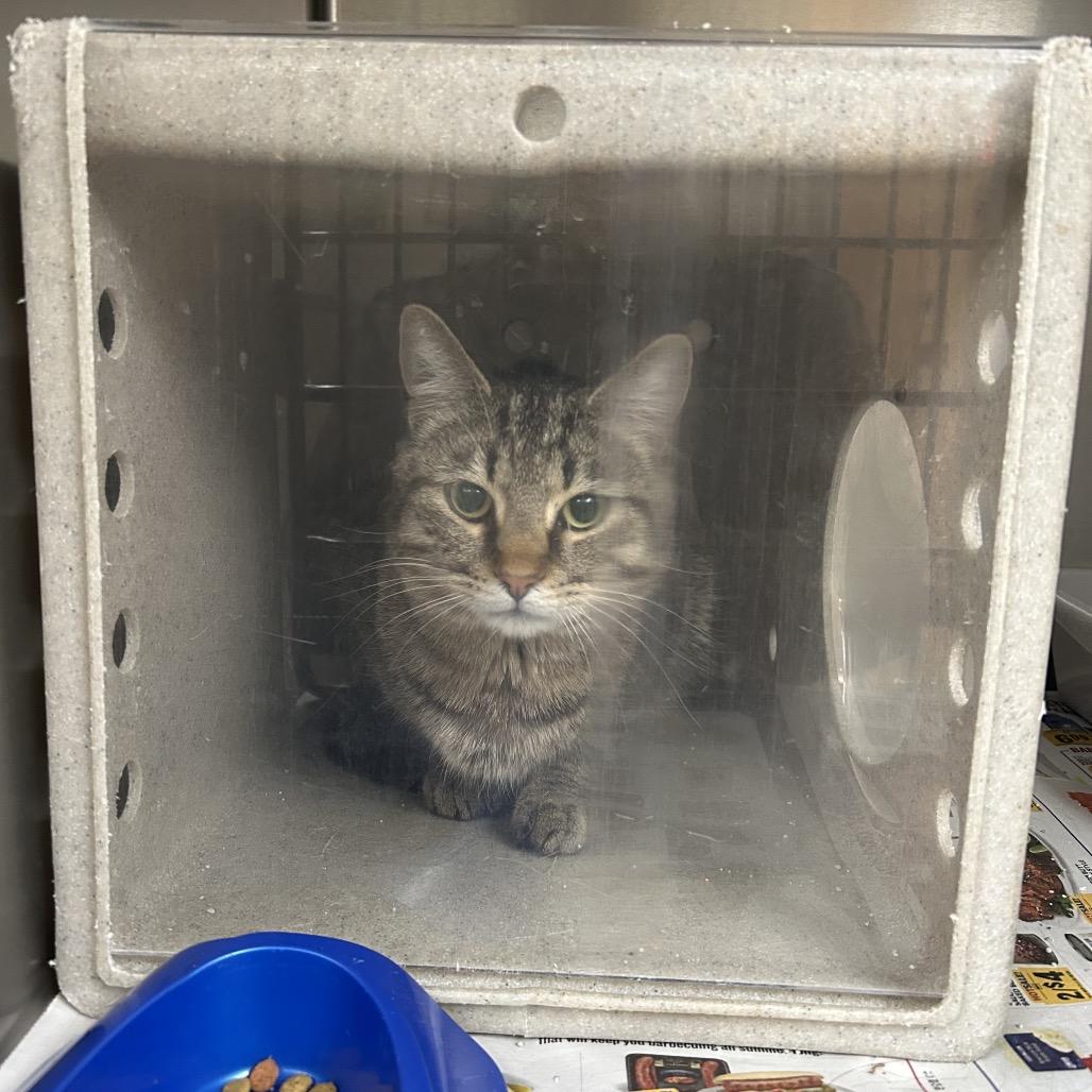 Enlarge Richard, a Adoptable Domestic Medium Hair in Roxboro, NC image 1/5