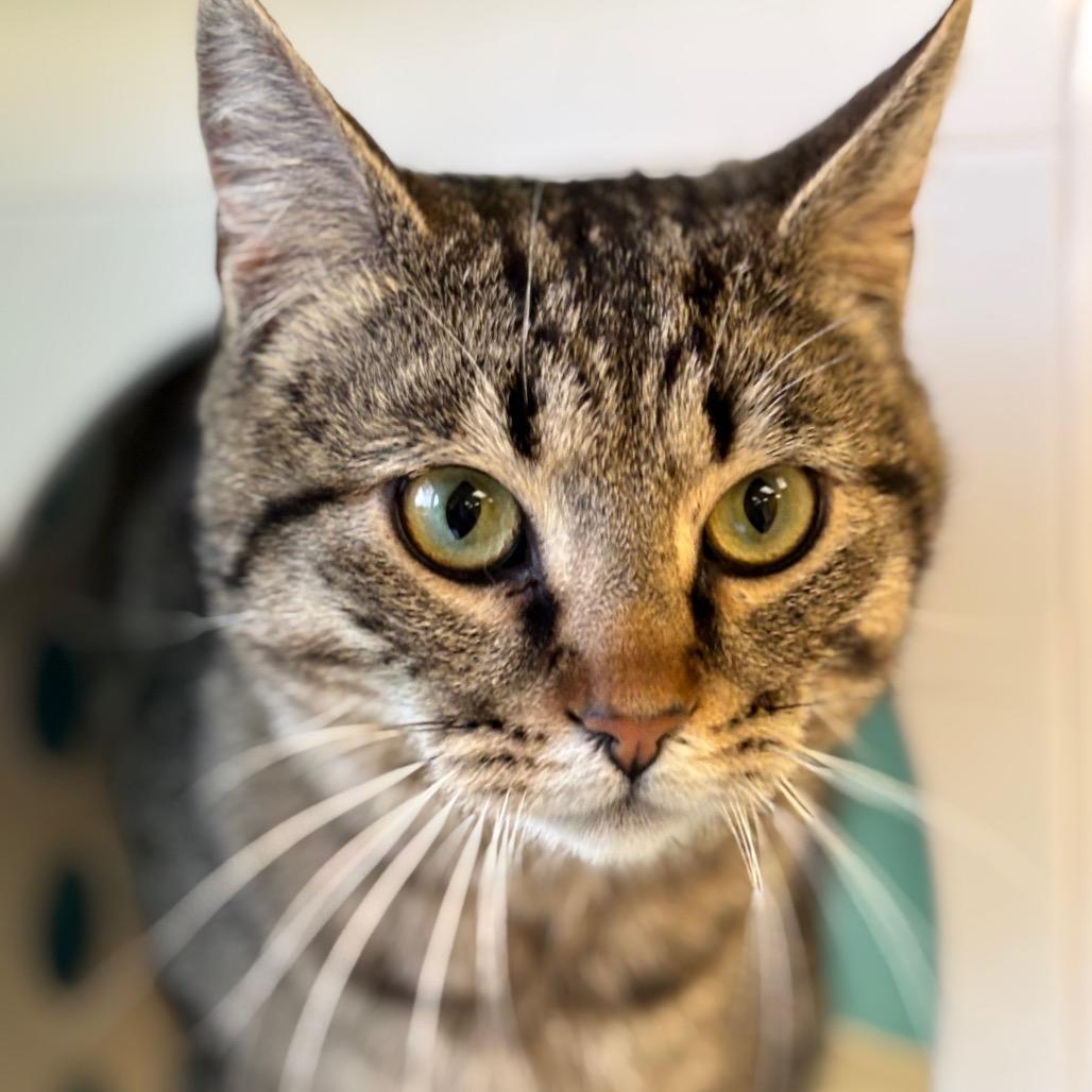 Enlarge Richard, a Adoptable Domestic Medium Hair in Roxboro, NC image 2/5