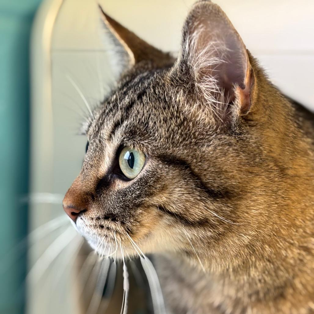 Enlarge Richard, a Adoptable Domestic Medium Hair in Roxboro, NC image 3/5