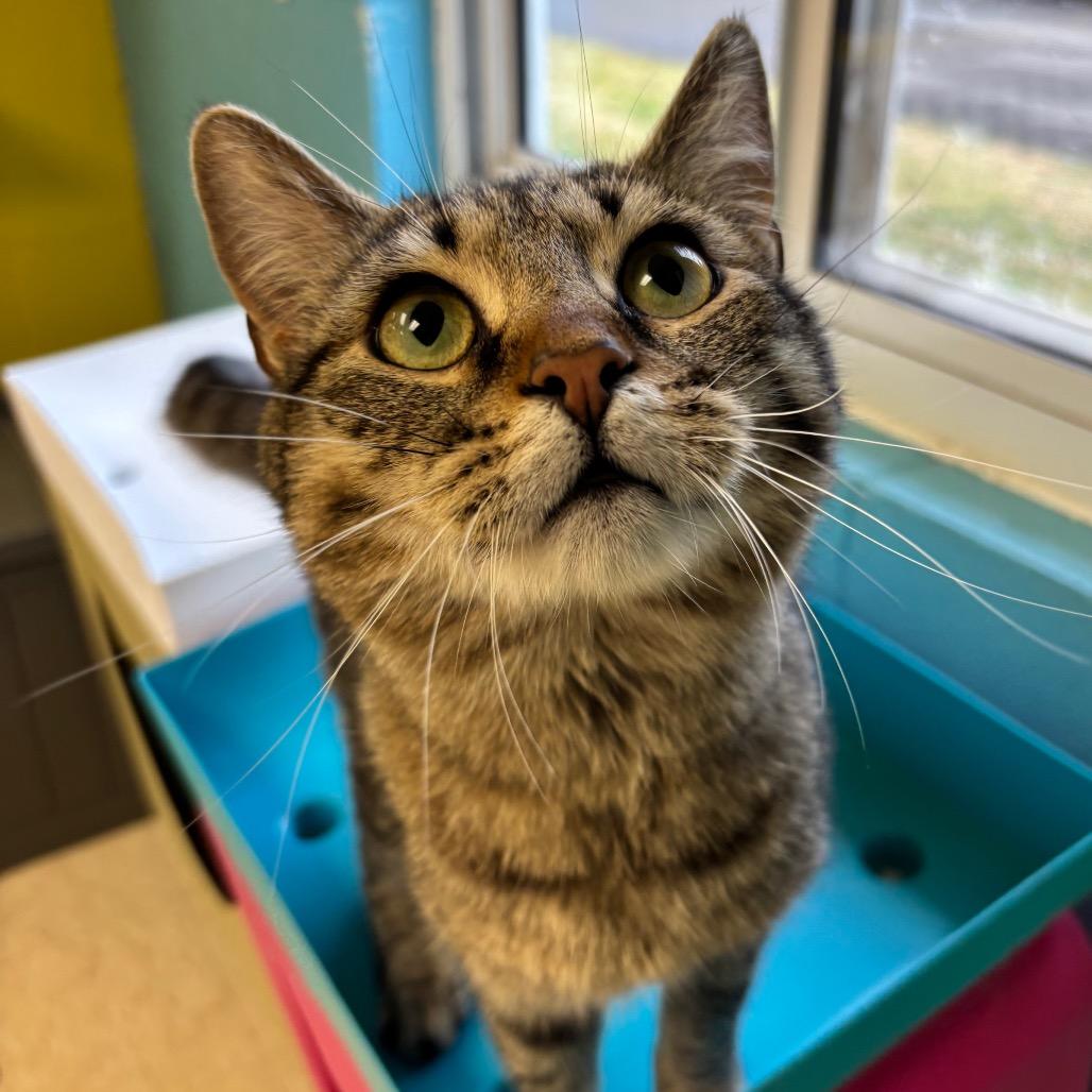 Enlarge Richard, a Adoptable Domestic Medium Hair in Roxboro, NC image 4/5