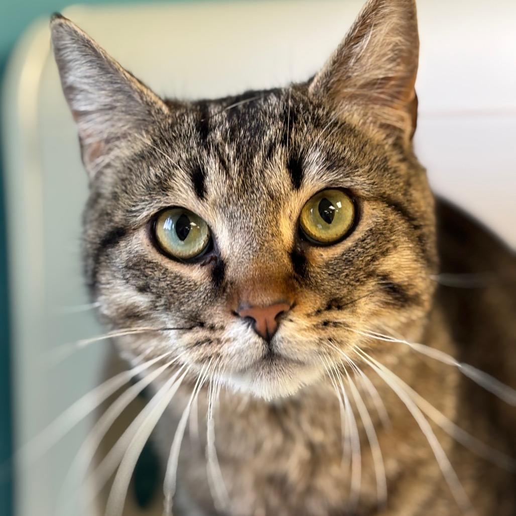 Enlarge Richard, a Adoptable Domestic Medium Hair in Roxboro, NC image 5/5