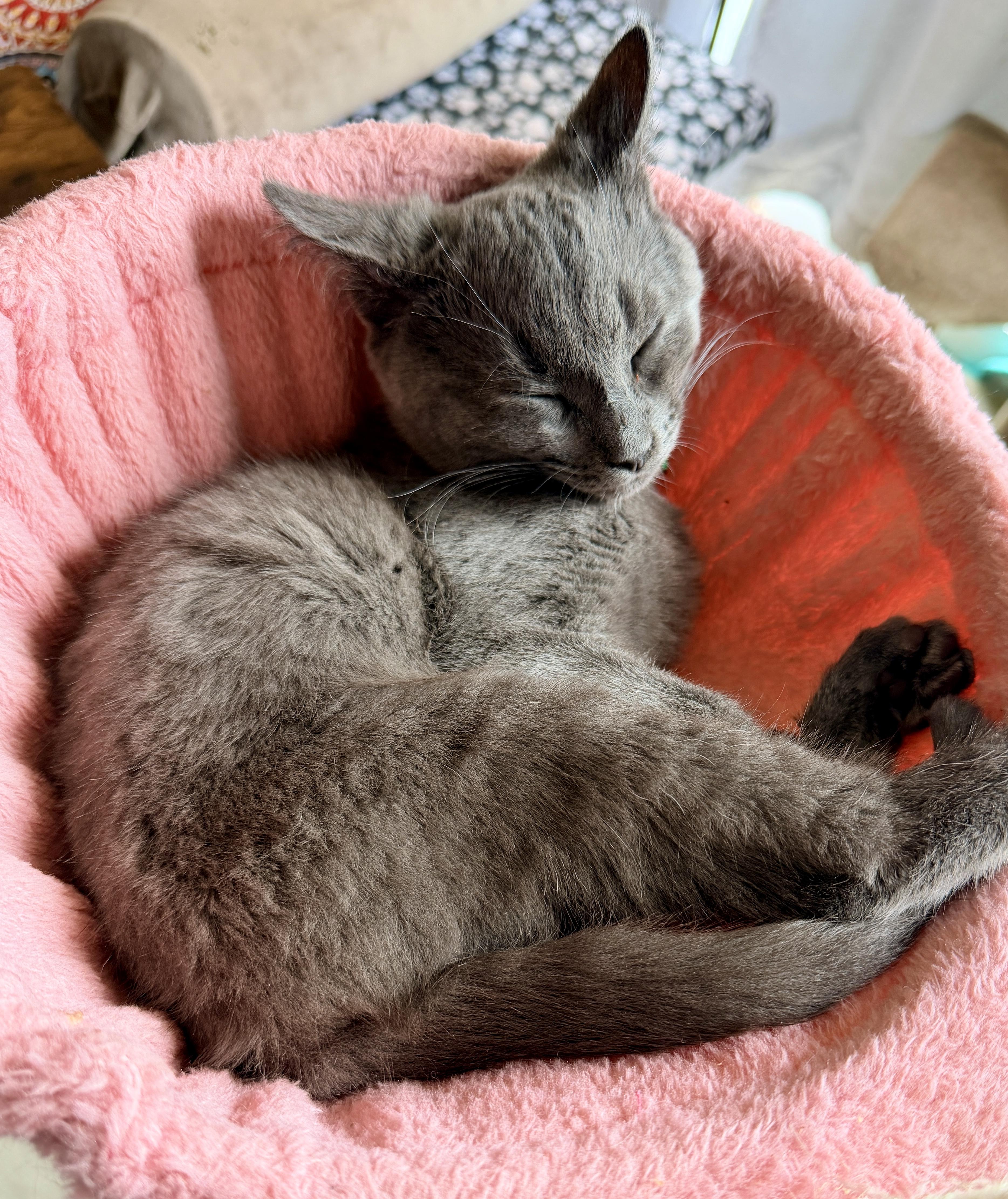 Enlarge Chandler, an adopted Domestic Short Hair in Liverpool, NY image 2/6